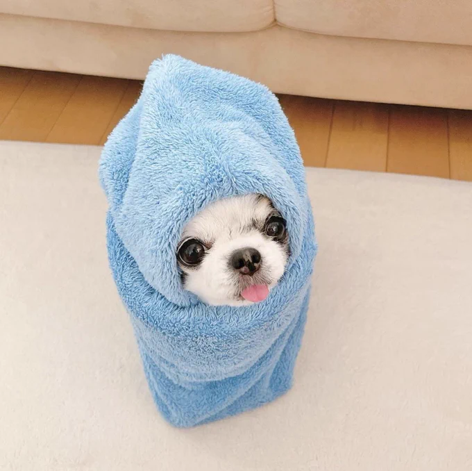 a tiny white dog is fully ensconced in a fluffy light blue towel. only the dog's eyes and snout are exposed, and she's sticking her tongue out just a little bit. all around her is neutral beige furniture. you can almost hear the spa music in the background.