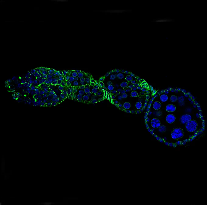 Oogenesis in Parallel​

 ​

In humans, identical twins develop from one shared egg which then splits to form two separate embryos; the likelihood of this happening is about 3 per 1,000 births. In the fruit fly, the occasion of a twin is an anomaly that happened to be captured in this image. In a wildtype ovary, a series of mitotic divisions and signals from the germline stem cell niche produce a singular strand of progressing egg chambers, each encapsulated by somatic cells (green). In this twin, two neighboring strings are produced with a shared egg chamber, containing double the number of nuclei (blue) it should. 