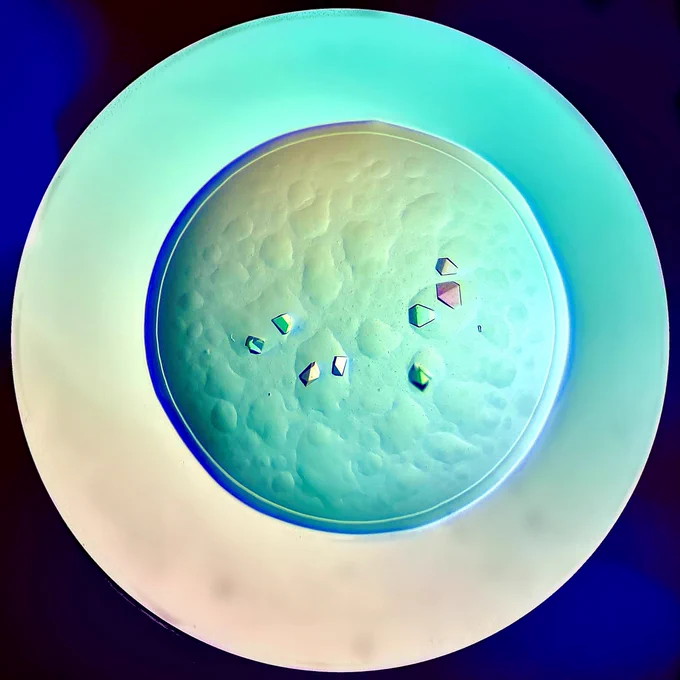 Under the right conditions and concentrations, some proteins can be coaxed to arrange their atoms into three-dimensional repeating and highly ordered arrays that form crystals. The proteins that are pictured here (C1r) belong to an ancient arm of the innate immune system called the complement system and when inappropriately active in the body, kick off a cascade event that activates many pathways involved in driving a host of inflammatory, autoimmune, and neurodegenerative diseases. We crystallized our recombinantly expressed and purified C1r complement proteins, and it has allowed us to utilize a technique called X-ray crystallography to determine the structure and function of the protein so as to aid in the design of small-molecule inhibitors to block C1r function. With these specific crystals, we hope to soon see the work we have put into designing a small-molecule drug succeed with our inhibitor present in the crystal structure and bound to C1r.