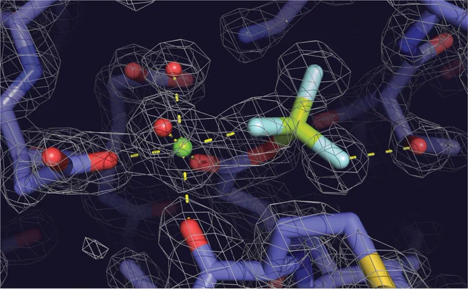 The atoms that make up molecules of proteins are far too small to see with the naked eye. If we want to see them, we must use powerful techniques. The process of X-ray crystallography requires us to analyze data in an imaginary “reciprocal” space. Through this imaginary world defined by math, we can begin to see the clouds of electrons. These electron clouds serve as a map, allowing us to build models of the atomic world.​