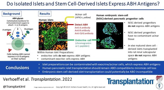 Visual Abstract for the article entitled Evaluating the Potential for ABO-incompatible Islet Transplantation: Expression of ABH Antigens on Human Pancreata, Isolated Islets, and Embryonic Stem Cell-derived Islets