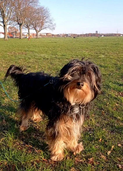 Auf kurzem Gras steht im Sonnenschein mit Blick zur Kamera ein mittelgroßer Hund mit Hängeohren und mittellangem, leicht welligem Fell, am Körper hauptsächlich schwarz, an den Beinen sowie der Bart hellbraun. An der Seite eine Reihe Laubbäume noch mit kahlen Ästen, weit im Hintergrund städtische Bebauung. 