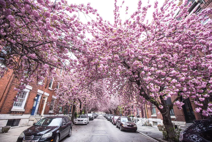 Philly neighborhood with cherry blossom trees.