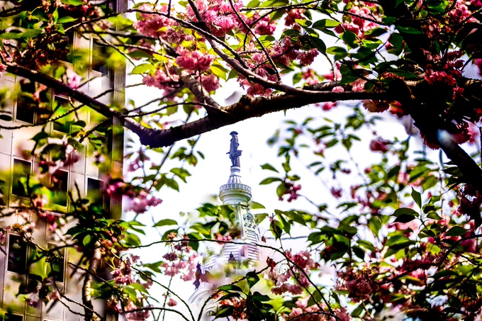 cherry blossom trees.
