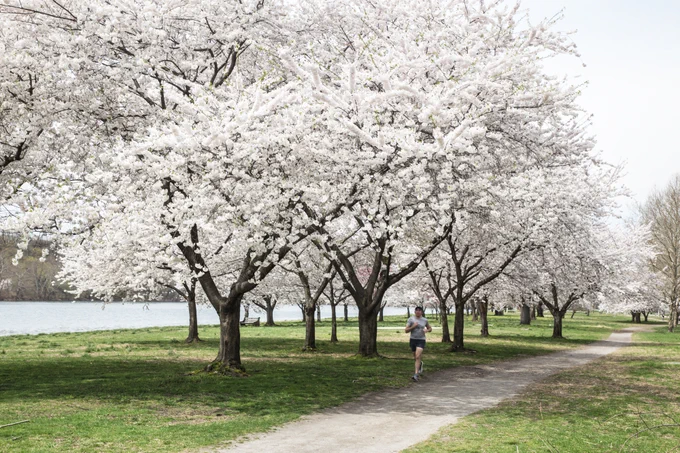 Kelly Drive with person running a path through trees with white flowers.