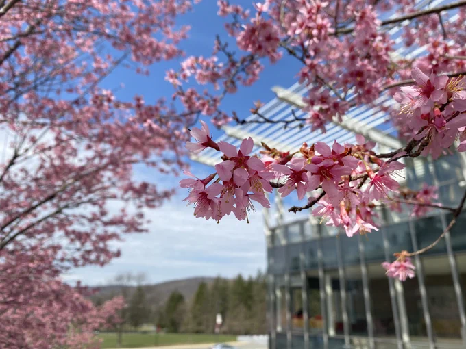 Cherry blossoms bloom on campus. We are close to the blooming trees, the Adler Center for Nursing Excellence is in the background. In the far distance are the Ramapo Mountains.