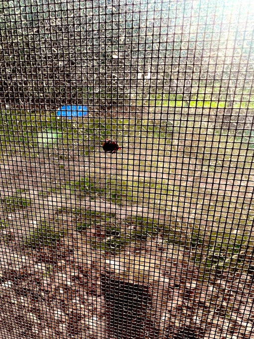 Adult female American dog tick, species Dermacentor variabilis, on screen as seen from inside the house. Photo credit: Dr. Elliott Zieman - Eastern Illinois University.