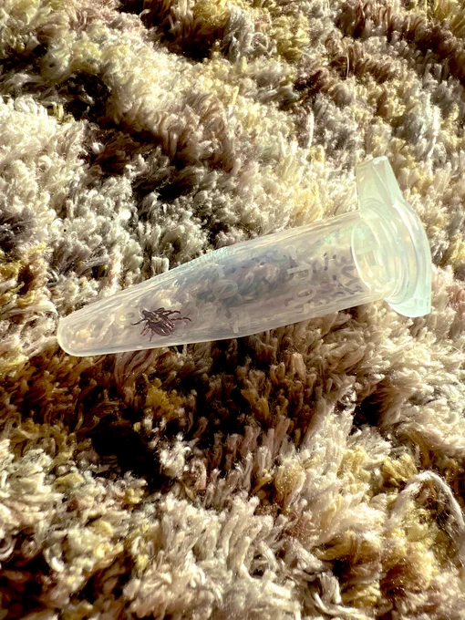 Adult female American dog tick, species Dermacentor variabilis, securely contained in vial. Photo credit: Dr. Elliott Zieman - Eastern Illinois University.