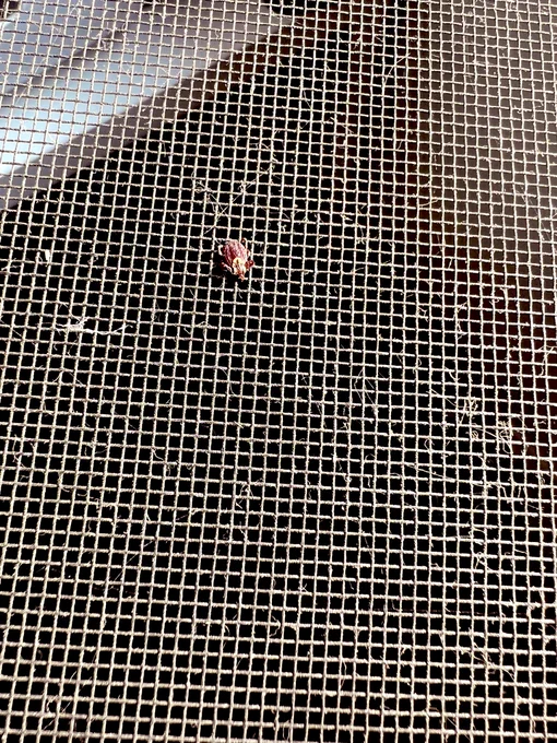 Adult female American dog tick, species Dermacentor variabilis, on screen as seen from outside the house. Photo credit: Dr. Elliott Zieman - Eastern Illinois University.