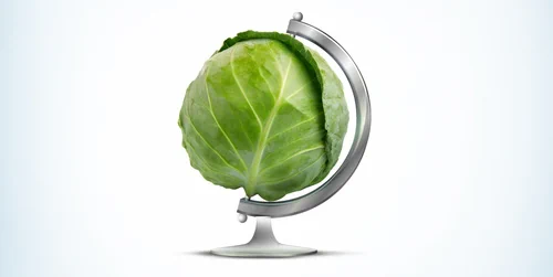 Cabbage set up as a world globe. 