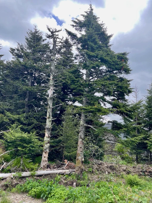 Harry Middleton was selected in “Writing Appalachia: An Anthology,”  a comprehensive collection which has on its pages some of the environmental conflicts experienced by mountaineers. #drkatherineledford #climatechange #mountmitchell #fraserfir #redspruce