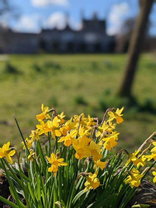 Lauriston Castle in Edinburgh with daffodils in the foreground 