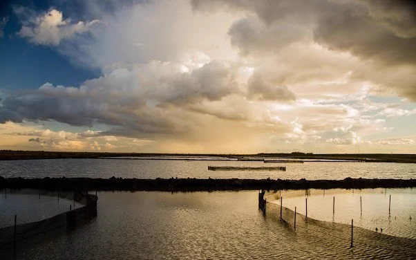 Yolo Bybass at sunset. PC Carson Jeffres
