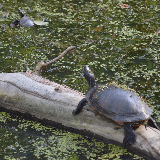 Don’t be a log hog. Two slider turtles, one on a floating log, the other in the water reconsidering the relationship while at Harpers Ferry National Historical Park, WV.