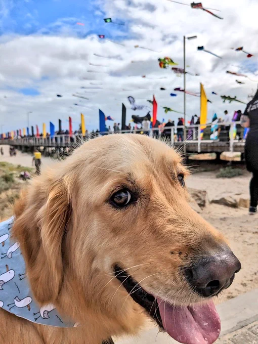 Panko the golden retriever is at the beach, sitting in front of a jetty with flags on it. There are lots of kites in the sky. He's facing the camera and his tongue is out. He's wearing a blue bandana with seagulls on it