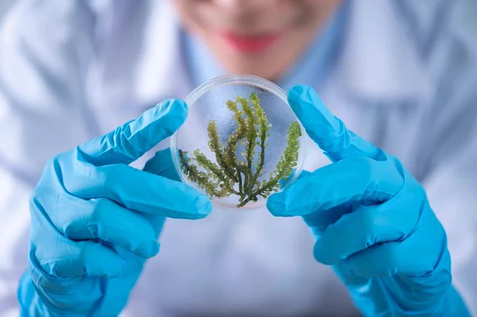This is a photograph of a person wearing a white lab coat and turquoise rubber gloves holding and examining a clear sample container with a seaweed-like plant inside of it. 