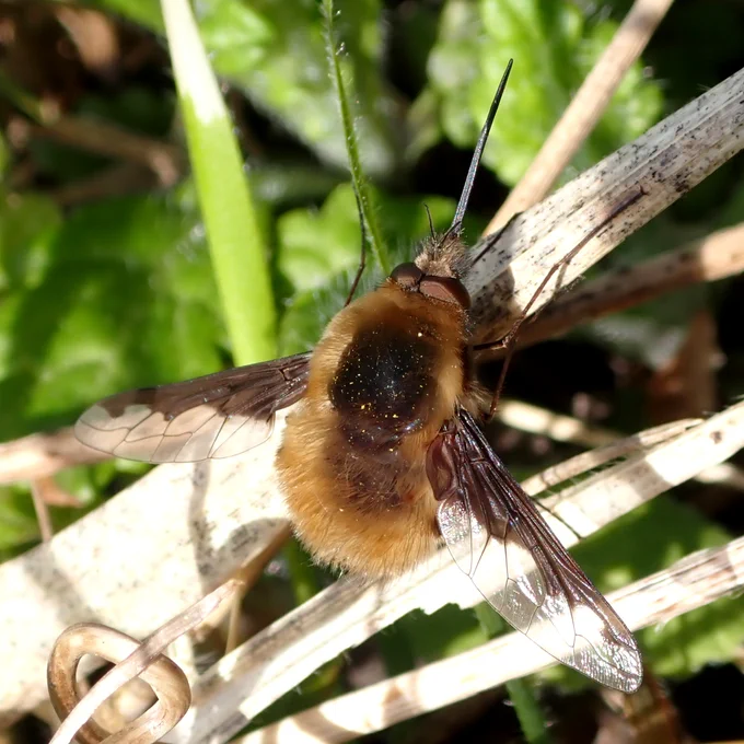 Dark edged beefly Bombylius major at Dolgoch Quarry