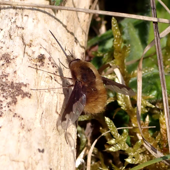 Dark edged beefly Bombylius major at Dolgoch Quarry