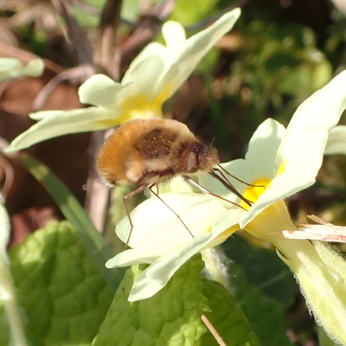 Dark edged beefly Bombylius major at Dolgoch Quarry