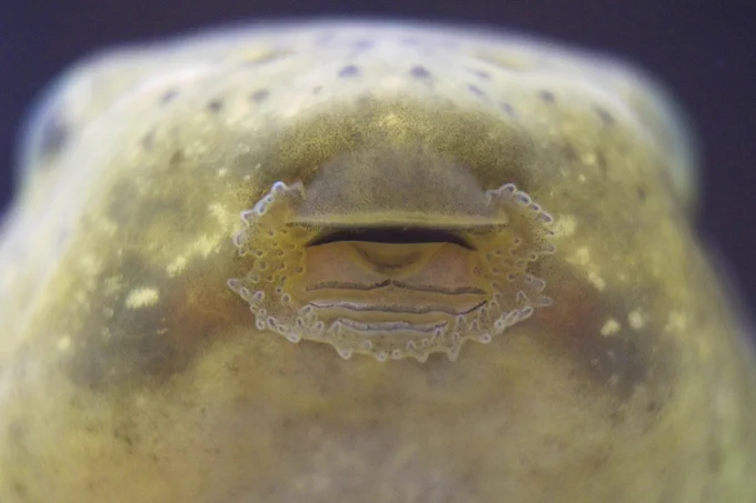 Up close of bullfrog tadpole mouthparts