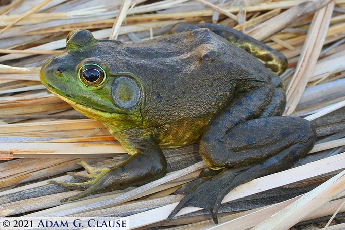 adult bullfrog on dry reeds.