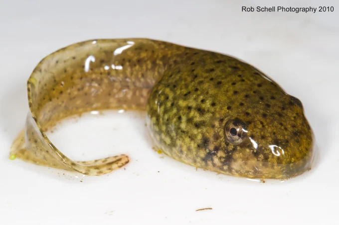 bullfrog tadpole on a white background. tadpole is speckled green yellow, brown and black