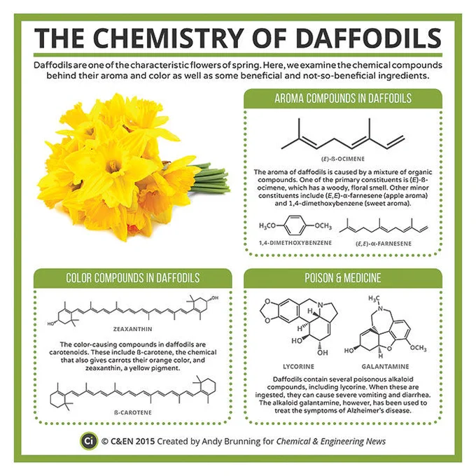 Infographic showing some organic compounds in daffodils.