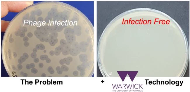 left and right comparisons of bacteria with (left) phage infection and (right) infection free