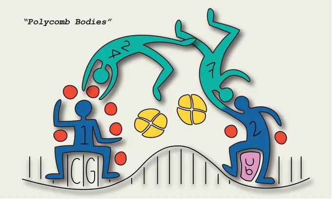 An illustration showing how blue PRC2.1 and PRC2.2 protein complexes target DNA in different ways, through CG-rich sequences or ubiquitin-modified histones, respectively. They catalyse different levels of the red H3K27me3 repressive mark. They recruit different versions of the green PRC1 complexes, characterized by the presence of the CBX2/4 or CBX7 proteins. PRC1 complexes promote contacts between yellow nucleosomes to mediate gene repression. Artwork by Ellen Tuck.