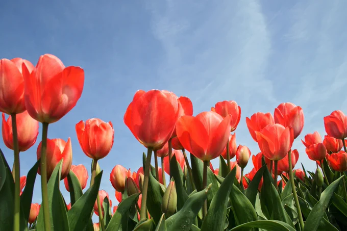 Red tulips against a sunny blue background and green leaves.