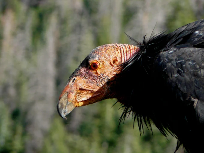 California Condor (c) Evan Buechley