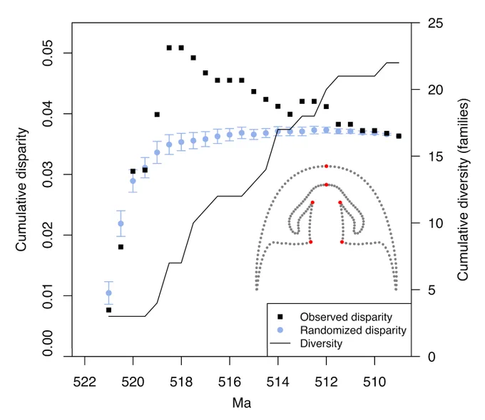 Cumulative disparity (Procrustes variance) of trilobite cephalic structures across Cambrian Series 2 (c. 521–509 Ma). Cumulative disparity on left vertical axis; cumulative diversity (families) on the right; horizontal axis indicates time. Analysed configurations are shown with landmarks (red) and sliding semi-landmarks (grey). Black squares indicate observed disparity; light blue circles indicate randomized disparity with 95% confidence intervals. Taxonomic diversity (number of families) is also shown (black line). Disparity quickly achieves a maximum and generally decreases thereafter, suggesting rapid filling to the extremes of morphospace.