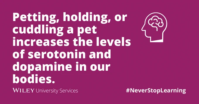 Petting, holding, or cuddling a pet increases the levels of serotonin and dopamine in our bodies. 