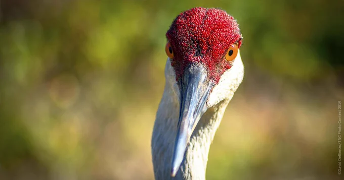 A close up image of a sandhill crane staring defiantly into the camera.
