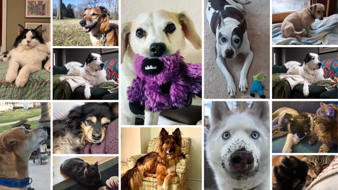 A photo collage of some of STLPR employees' bestest friends, aka cats and dogs. 