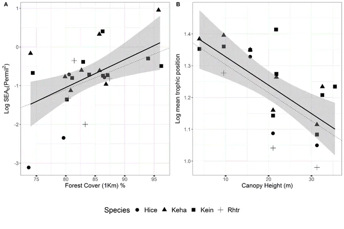 Figure showing responses of bat (A) isotopic niche breadth to forest cover at the 1km scale and (B) trophic position to the changes in canopy height
