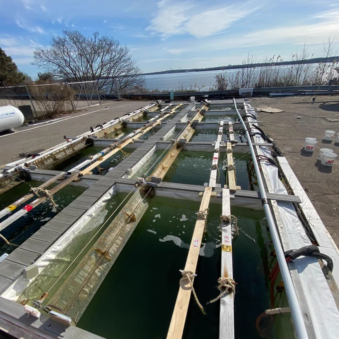 The mescocosm tanks at the University of Rhode Island Bay Campus.