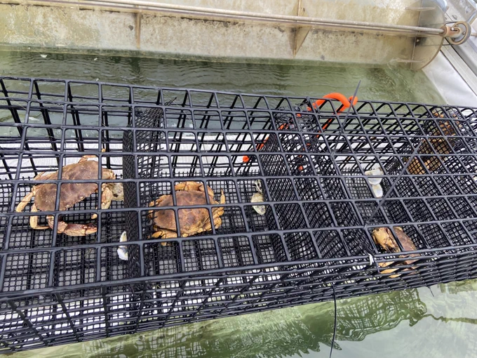 Three Jonah Crabs about to be placed into the mesocosm tanks.