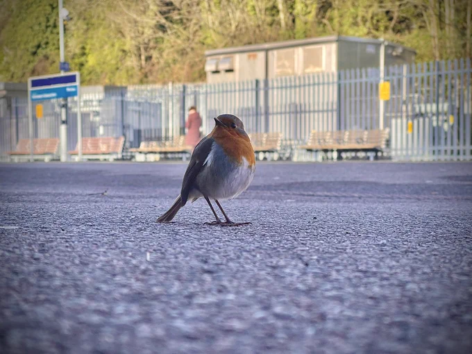 Robin on the ground looking proud