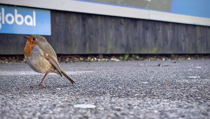Robin on the ground making an arty pose