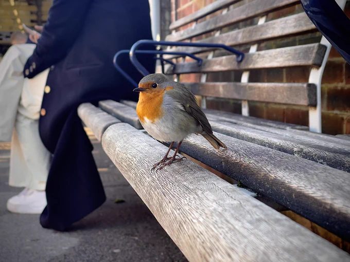 Robin on a bench