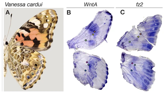 Left - ventral surface of butterfly Vanessa cardui. Centre - pupal in situ hybridisation of WntA; Right - pupal in situ hybridisation of fz2