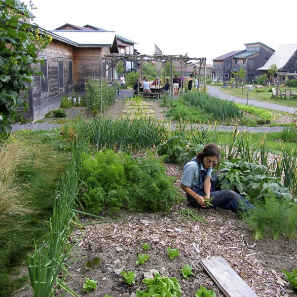 EcoVillage Ithaca (New York) integrates housing with gardens and an affiliated CSA farm. Photo by EcoVillage at Ithaca. In the photo, a resident works in her garden.