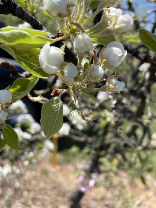 The same pear flower cluster with one flower emasculated. The pistils are now visible.