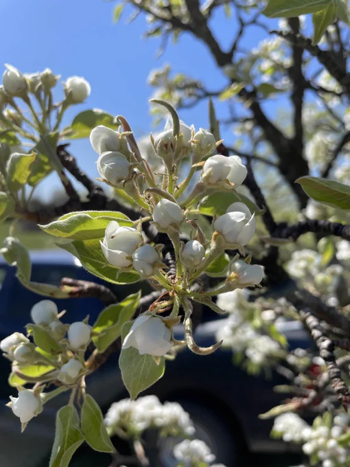 Pear flower cluster at the balloon stage. The petals are white and expanding but haven’t yet open enough to reveal the pistil and stamen contained within.