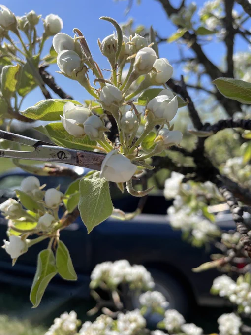 Emasculating scissors are placed below one pear flower within a cluster. The scissors are being used to strip the flower of its petals and stamens while preserving the pistil.