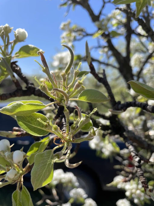 A pear flower cluster that has been complete emasculated.