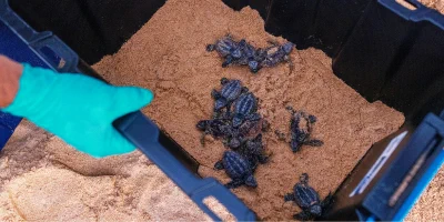 Loggerhead Turtle hatchlings wait to be released in a container filled with sand