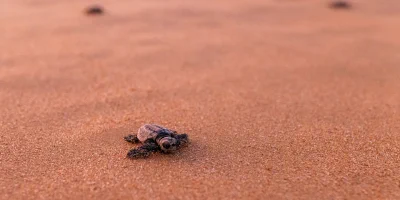 A baby Loggerhead Turtle crawls on the sand