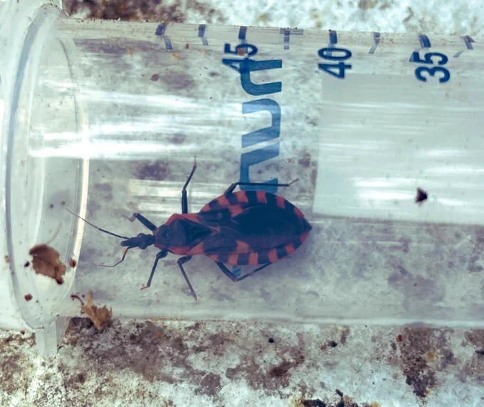 An Alachua County kissing bug captured in a collection container. 